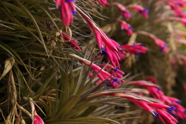 Flowering Tillandsia Aeranthos Purple Air Plant Natural Macro Floral Background — Stock Photo, Image