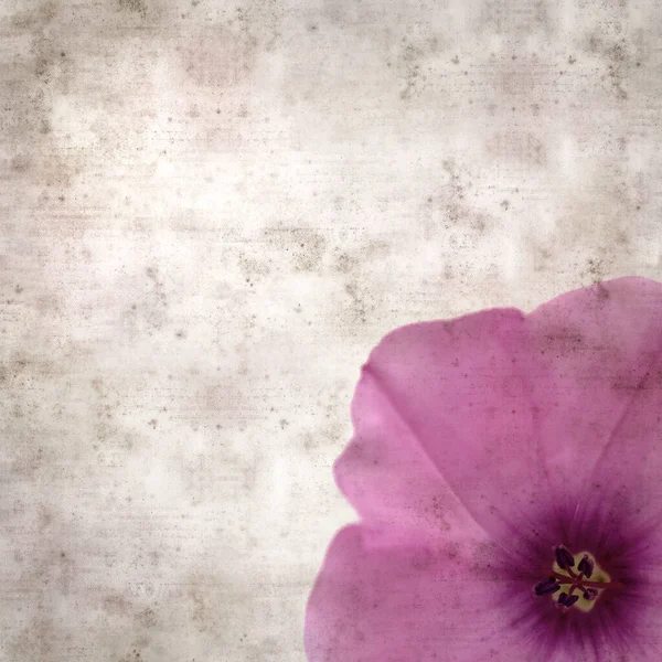Kare biçiminde eski dokulu kağıt arka plan, soluk pembe Convolvulus althaeoides çiçekleri, mallow bindweed