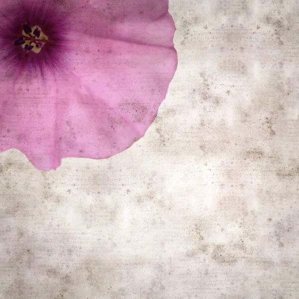 Čtvercové Stylové Staré Texturované Papírové Pozadí Bledě Růžovými Květy Konvolulózních — Stock fotografie