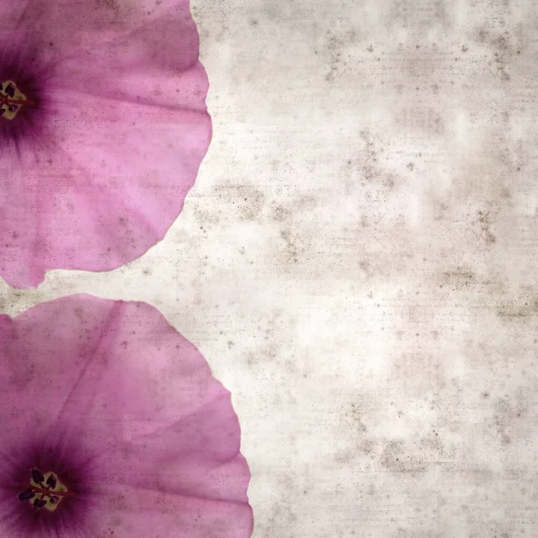 Kare biçiminde eski dokulu kağıt arka plan, soluk pembe Convolvulus althaeoides çiçekleri, mallow bindweed