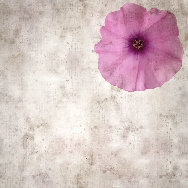 Kare biçiminde eski dokulu kağıt arka plan, soluk pembe Convolvulus althaeoides çiçekleri, mallow bindweed