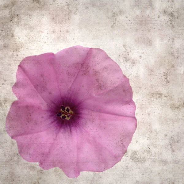 Kare biçiminde eski dokulu kağıt arka plan, soluk pembe Convolvulus althaeoides çiçekleri, mallow bindweed