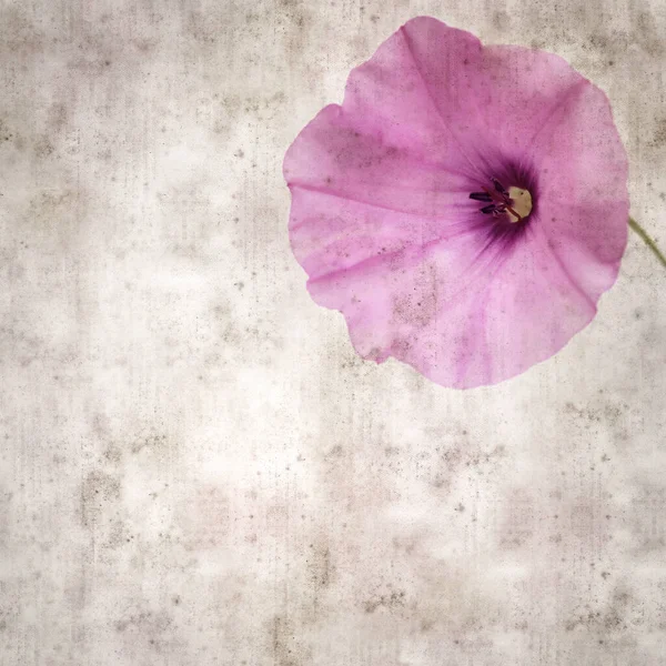 Kare biçiminde eski dokulu kağıt arka plan, soluk pembe Convolvulus althaeoides çiçekleri, mallow bindweed