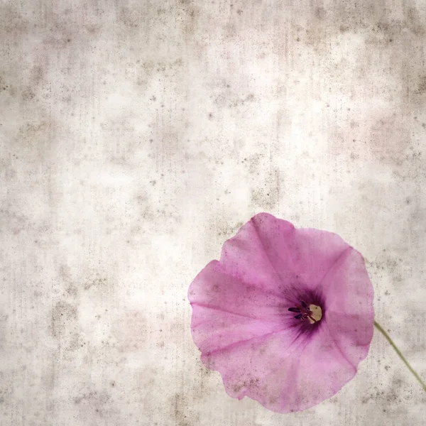 Kare biçiminde eski dokulu kağıt arka plan, soluk pembe Convolvulus althaeoides çiçekleri, mallow bindweed