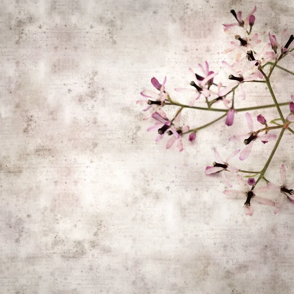 Quadratisch Stilvolle Alte Strukturierte Papierhintergrund Mit Hellen Lila Blüten Von — Stockfoto