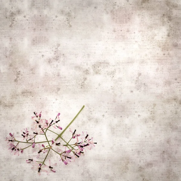 Čtvercový Stylový Starý Texturovaný Papír Pozadí Světle Šeříkové Květy Melia — Stock fotografie