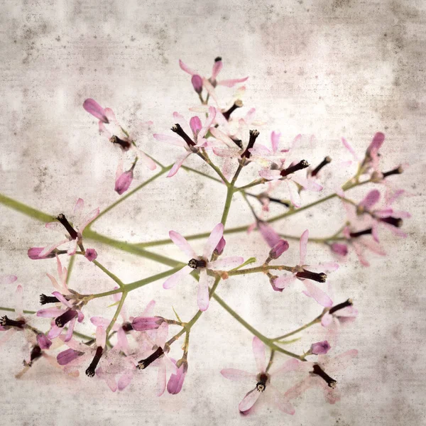 スクエアスタイリッシュな古い質感の紙の背景とともに淡いライラックの花のメリアAzedarach Chinaberry Tree — ストック写真