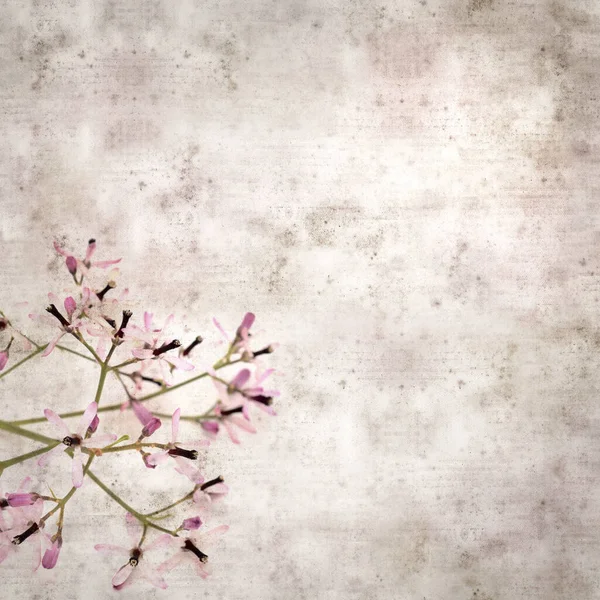 Square Stylish Old Textured Paper Background Pale Lilac Flowers Melia — ストック写真