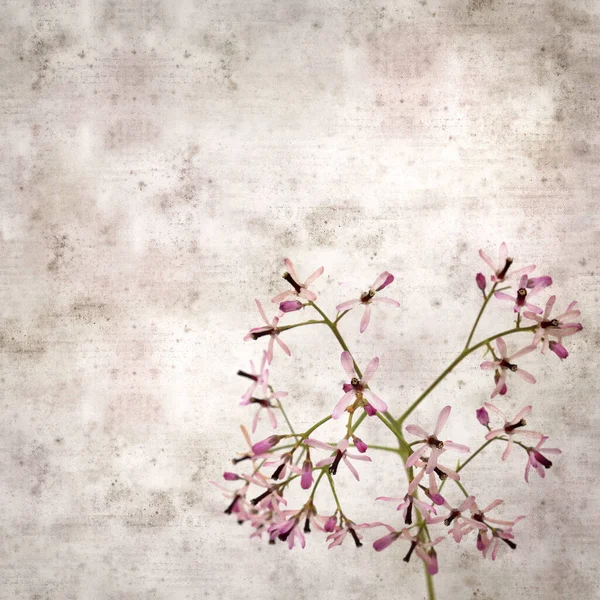 Čtvercový Stylový Starý Texturovaný Papír Pozadí Světle Šeříkové Květy Melia — Stock fotografie