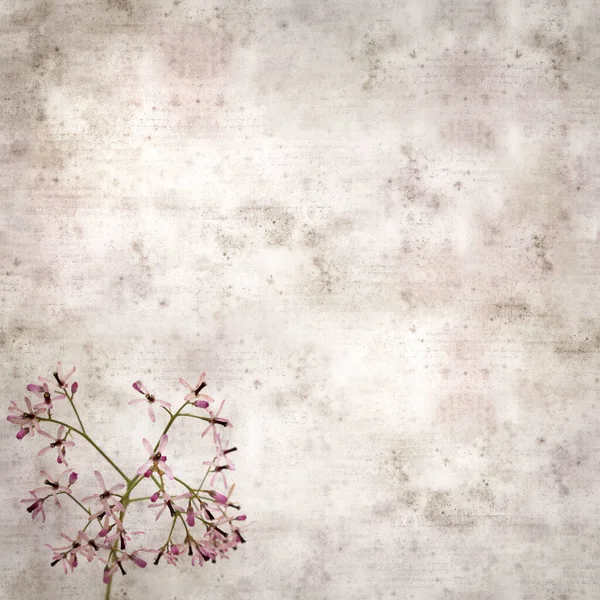 Square Stylish Old Textured Paper Background Pale Lilac Flowers Melia — ストック写真