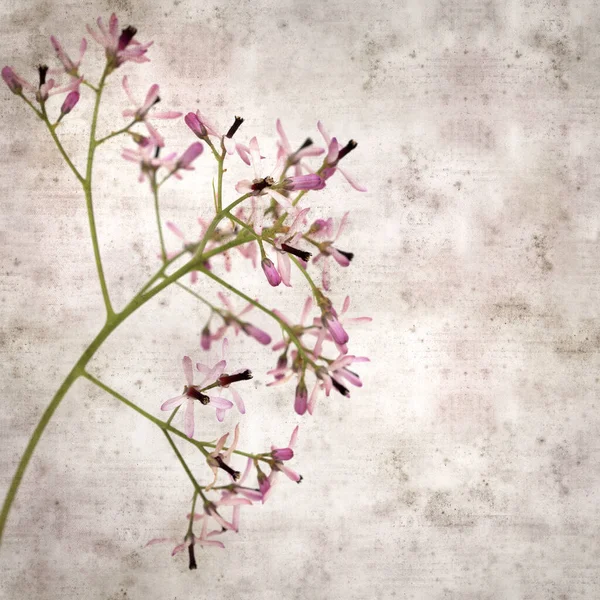 Kwadratowe Stylowe Stare Teksturowane Tło Papieru Bladymi Liliowymi Kwiatami Melia — Zdjęcie stockowe