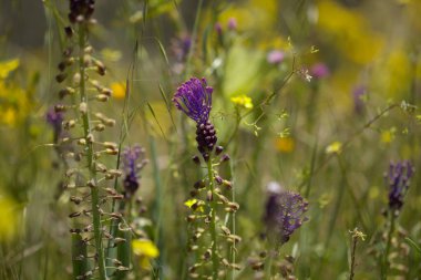 Gran Canaria 'dan Flora - Leopoldia comosa, püskül sümbülü doğal makro çiçekli arka plan