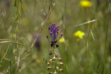 Gran Canaria 'dan Flora - Leopoldia comosa, püskül sümbülü doğal makro çiçekli arka plan