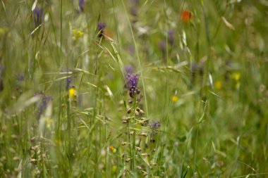 Gran Canaria 'dan Flora - Leopoldia comosa, püskül sümbülü doğal makro çiçekli arka plan