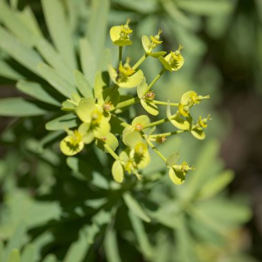 Gran Canaria 'dan Flora - Euphorbia regis-jubae' nin küçük yeşil çiçekleri, Kral Juba 'nın Euphorbia' sı, Kanarya Adaları 'na özgüdür.