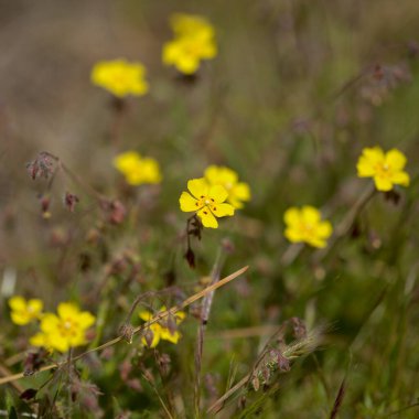 Gran Canaria 'dan Flora - Tuberaria Guttata, benekli kaya gülü veya yıllık kaya güllü doğal makro çiçek arkaplanı