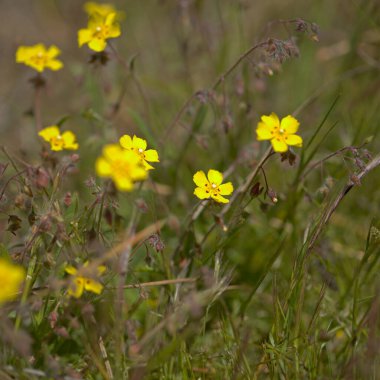 Gran Canaria 'dan Flora - Tuberaria Guttata, benekli kaya gülü veya yıllık kaya güllü doğal makro çiçek arkaplanı