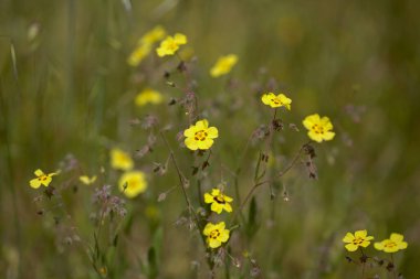 Gran Canaria 'dan Flora - Tuberaria Guttata, benekli kaya gülü veya yıllık kaya güllü doğal makro çiçek arkaplanı