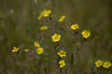 Gran Canaria 'dan Flora - Tuberaria Guttata, benekli kaya gülü veya yıllık kaya güllü doğal makro çiçek arkaplanı