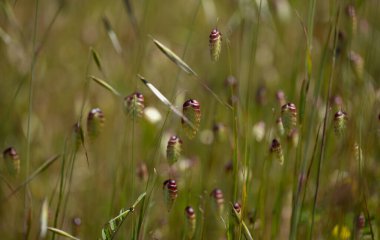 Flora of Gran Canaria -  Briza maxima, Greater quaking-grass natural macro floral background