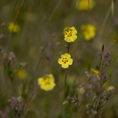 Gran Canaria 'dan Flora - Tuberaria Guttata, benekli kaya gülü veya yıllık kaya güllü doğal makro çiçek arkaplanı