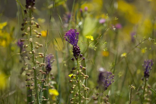Gran Canaria 'dan Flora - Leopoldia comosa, püskül sümbülü doğal makro çiçekli arka plan