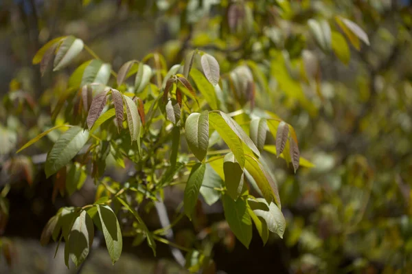 Flora Gran Canaria New Leaves Juglans Regia Persian Walnut Introduced — ストック写真
