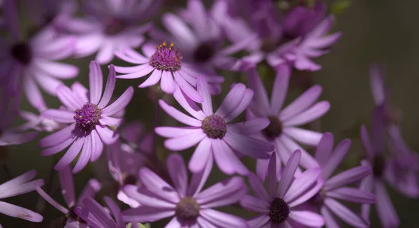 Flora Gran Canaria Фіолетові Квіти Pericallis Webbii Ендемік Острова Натуральний — стокове фото