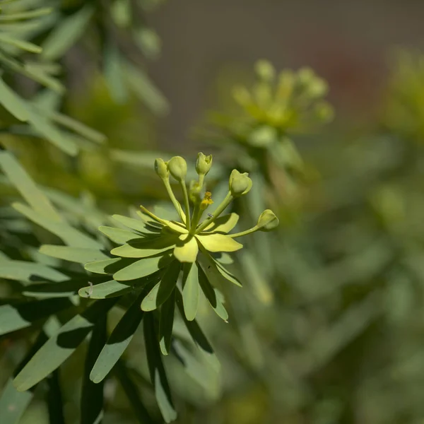 Flora Gran Canaria Small Green Yellow Flowers Euphorbia Regis Jubae — Zdjęcie stockowe