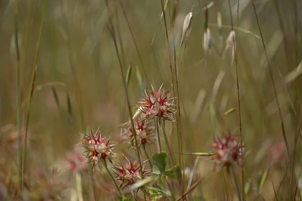 Χλωρίδα Gran Canaria Trifolium Stellatum Έναστρο Τριφύλλι Φύτρο Φυσικό Μακροανθικό — Φωτογραφία Αρχείου