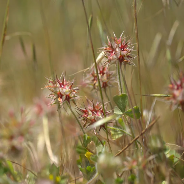 Χλωρίδα Gran Canaria Trifolium Stellatum Έναστρο Τριφύλλι Φύτρο Φυσικό Μακροανθικό — Φωτογραφία Αρχείου