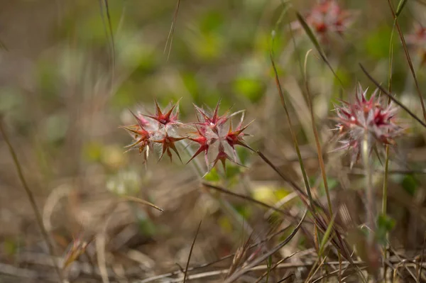 グラン カナリアの花 Trifolium Stellatum Starly Clover Seedhead Natural Macro花の背景 — ストック写真
