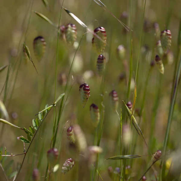 Flora Gran Canaria Briza Maxima Greater Quaking Grass Natural Macro — Stock Photo, Image