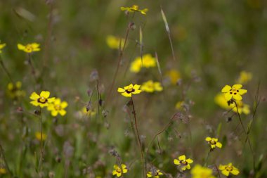 Gran Canaria 'dan Flora - Tuberaria Guttata, benekli kaya gülü veya yıllık kaya güllü doğal makro çiçek arkaplanı