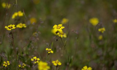 Gran Canaria 'dan Flora - Tuberaria Guttata, benekli kaya gülü veya yıllık kaya güllü doğal makro çiçek arkaplanı