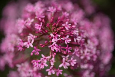 Gran Canaria 'dan Flora - Centranthus ruber, kırmızı kediotu, Kanaryalarda istilacı doğal makro çiçekli arka plan