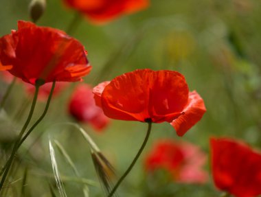 Gran Canaria 'dan Flora - Papaver rhoeas, yaygın haşhaş arkaplanı
