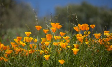 Gran Canaria 'dan Flora - Escholzia calizina, California gelinciği, doğal makro çiçekli bitki örtüsü ve istilacı türler
