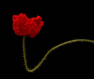Gran Canaria 'dan Flora - Papaver rhoeas, siyah arka planda izole edilmiş gelincik