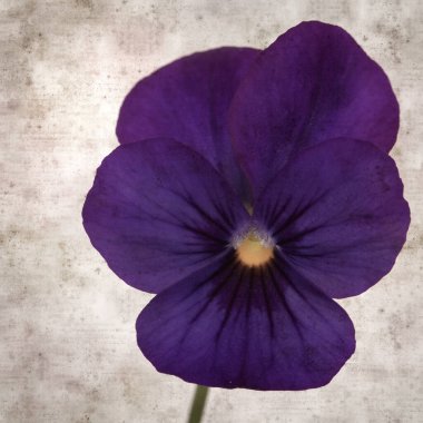 Kare biçiminde eski desenli kağıt arka planda koyu mavi nonoş çiçekleri