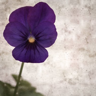 Kare biçiminde eski desenli kağıt arka planda koyu mavi nonoş çiçekleri