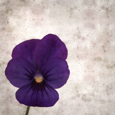 Kare biçiminde eski desenli kağıt arka planda koyu mavi nonoş çiçekleri