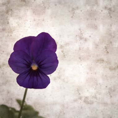 Kare biçiminde eski desenli kağıt arka planda koyu mavi nonoş çiçekleri