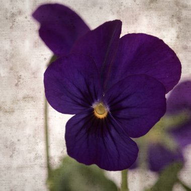 Kare biçiminde eski desenli kağıt arka planda koyu mavi nonoş çiçekleri