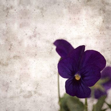 Kare biçiminde eski desenli kağıt arka planda koyu mavi nonoş çiçekleri