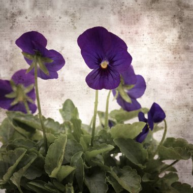 Kare biçiminde eski desenli kağıt arka planda koyu mavi nonoş çiçekleri