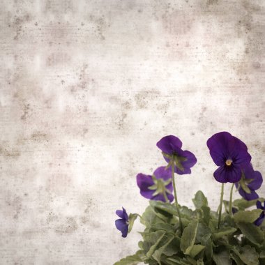 Kare biçiminde eski desenli kağıt arka planda koyu mavi nonoş çiçekleri