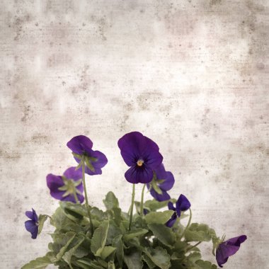 Kare biçiminde eski desenli kağıt arka planda koyu mavi nonoş çiçekleri