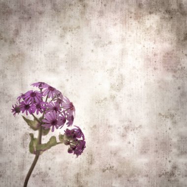 Pericallis 'in mor çiçekleri, Gran Canaria' ya özgü bitki örtüsü ile süslü eski moda kağıt arka plan