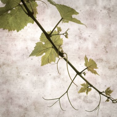 Asma bitkilerinde yeşil yay yaprakları olan eski moda kağıt kaplama kare. 